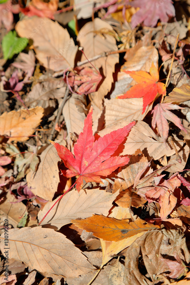 紅葉