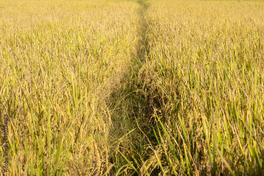 Close up Beautiful gold rice field abstract background