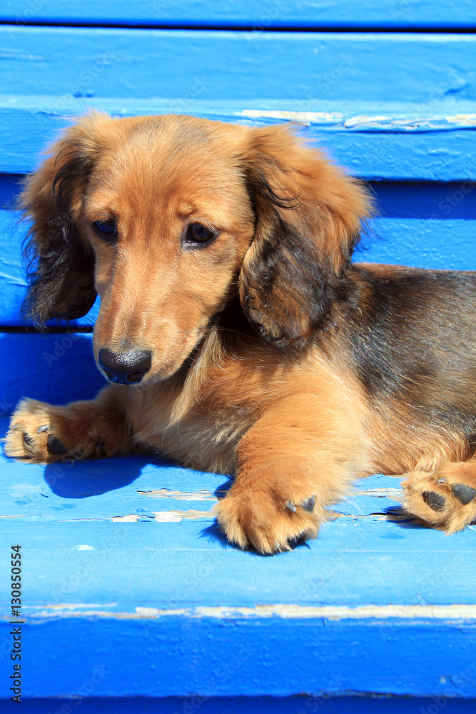 Dachshund puppy