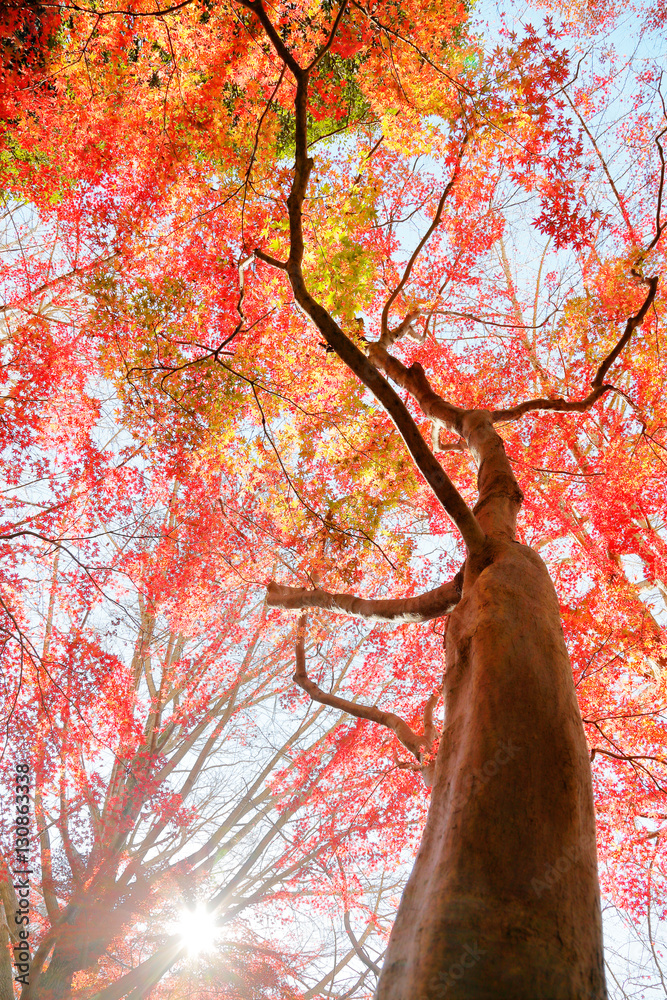 紅葉