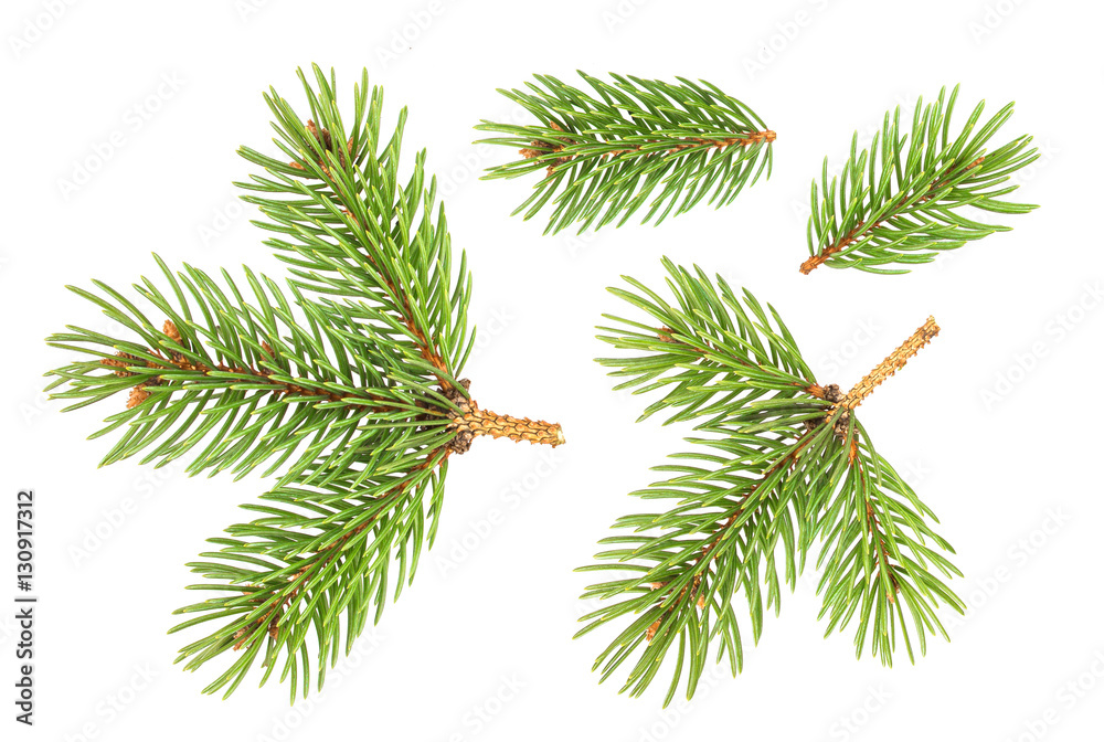 Fir tree branch isolated on white background