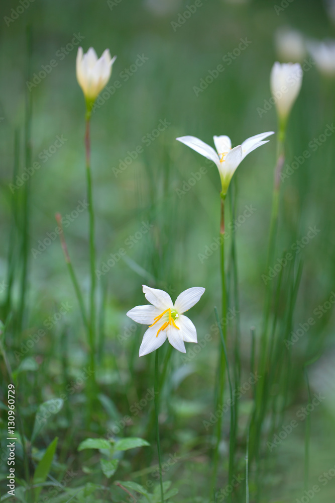 Lotus soil flower blooming ,White rain lily flower [Zephyranthes