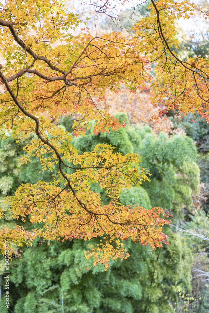 紅葉