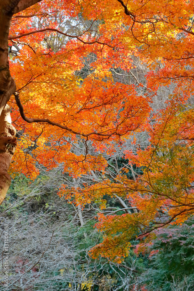 紅葉