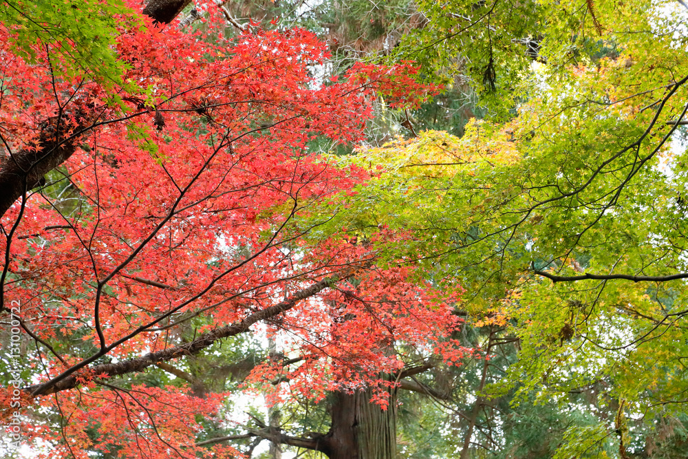 紅葉