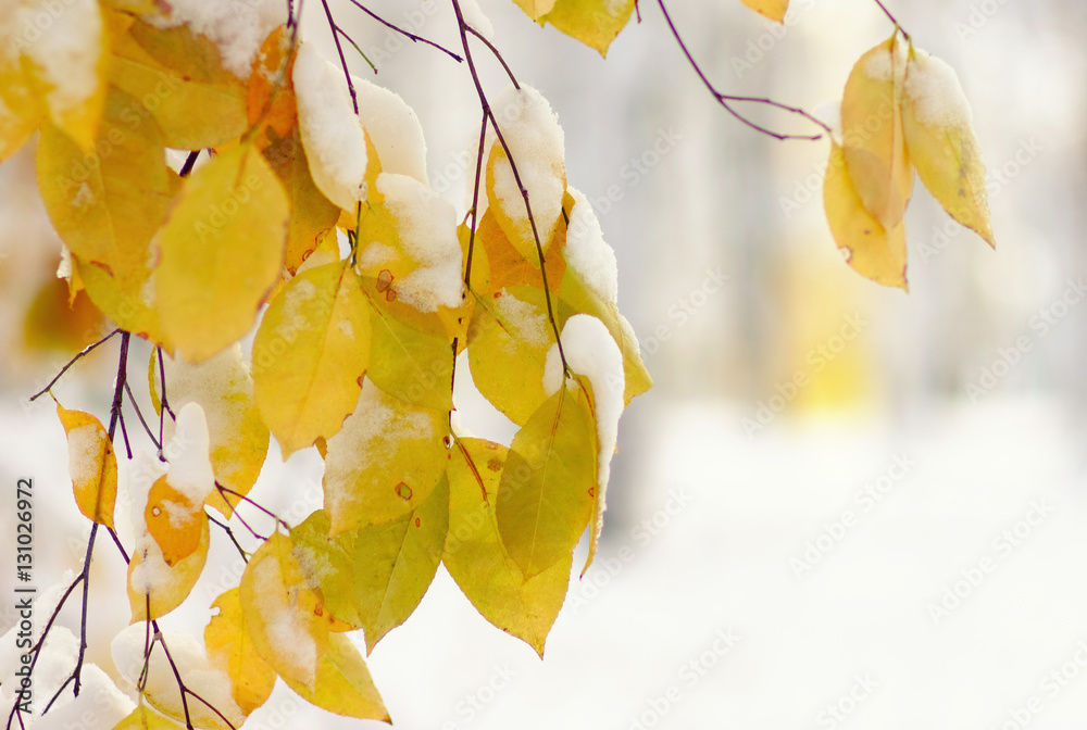 Yellow leaves in snow