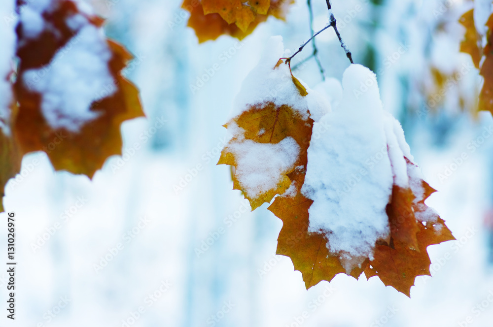 雪中黄叶