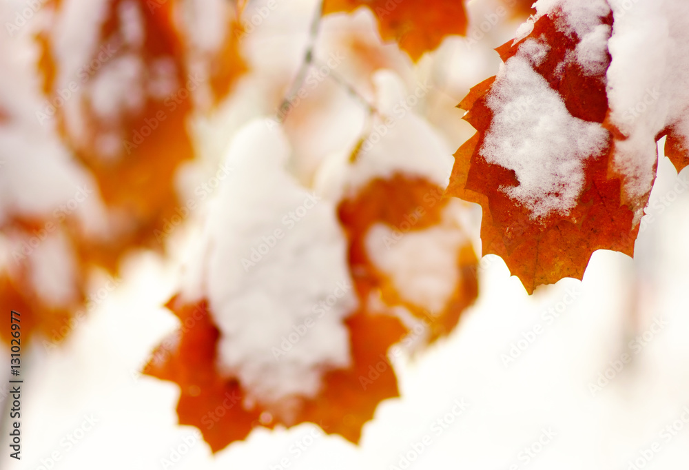 Yellow leaves in snow