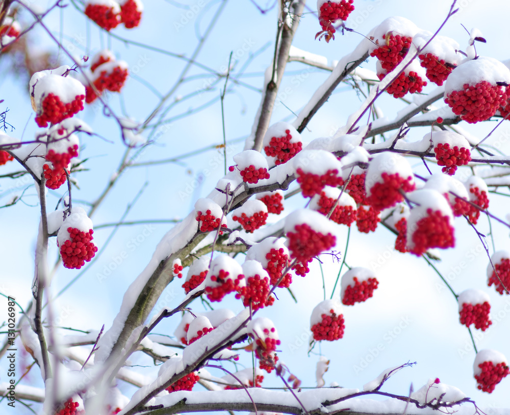  rowan covered with the snow