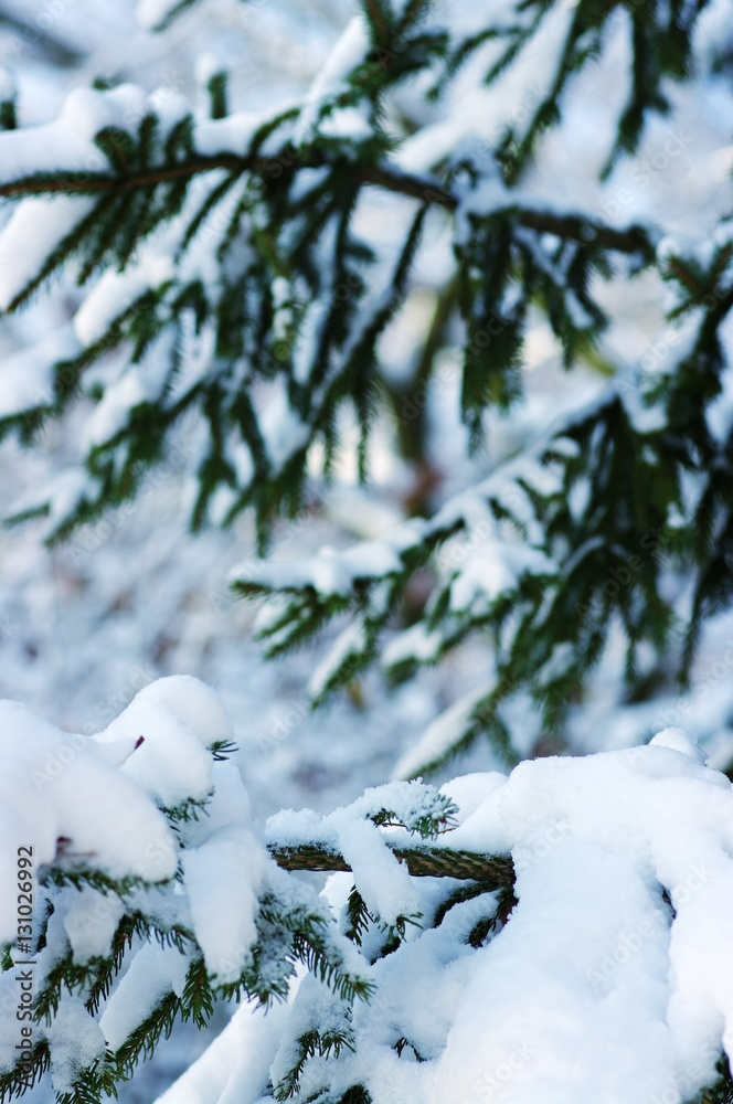 Spruce branches covered with snow