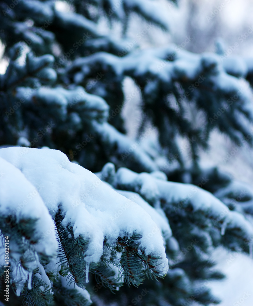 Spruce branches covered with snow