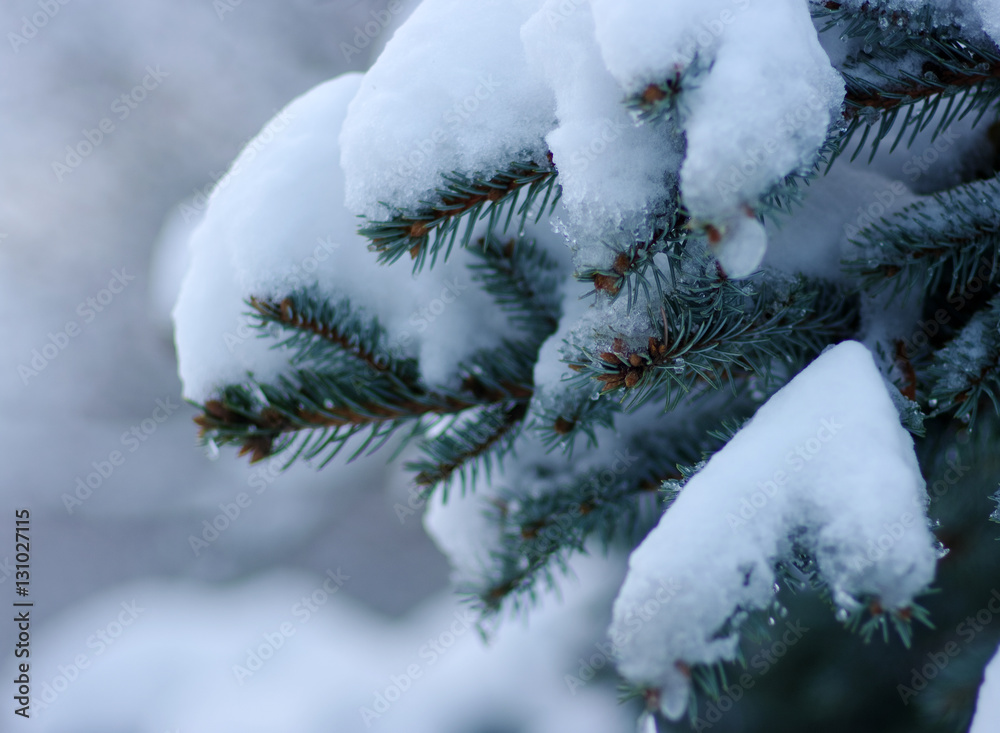 云杉树枝被雪覆盖