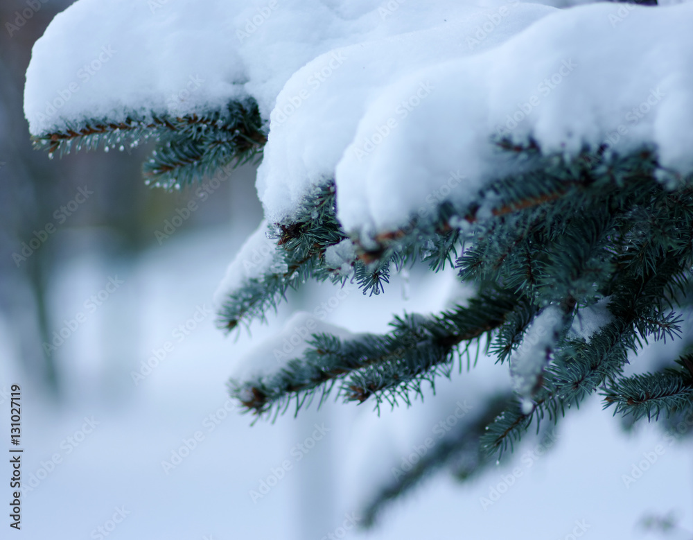 Spruce branches covered with snow