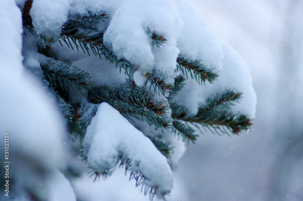 云杉树枝被雪覆盖