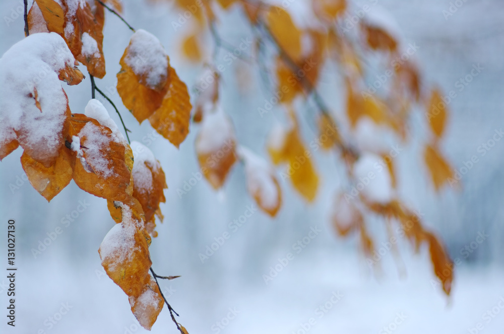 Yellow leaves in snow.