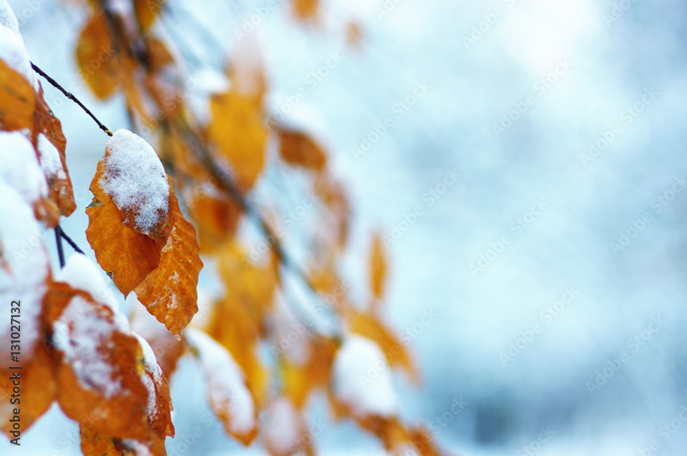 雪中黄叶。