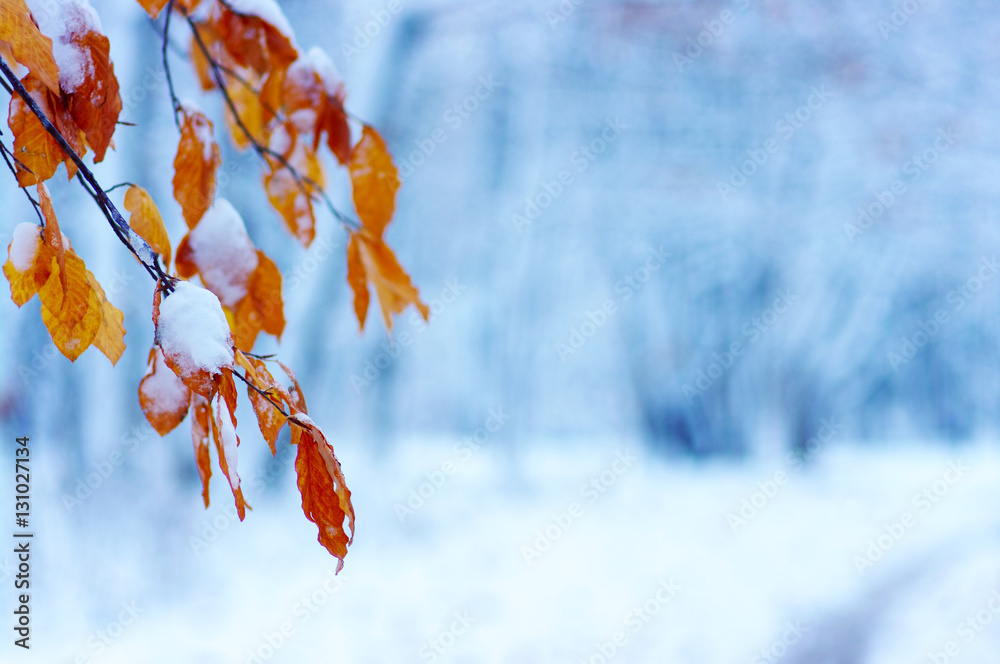 雪中黄叶。