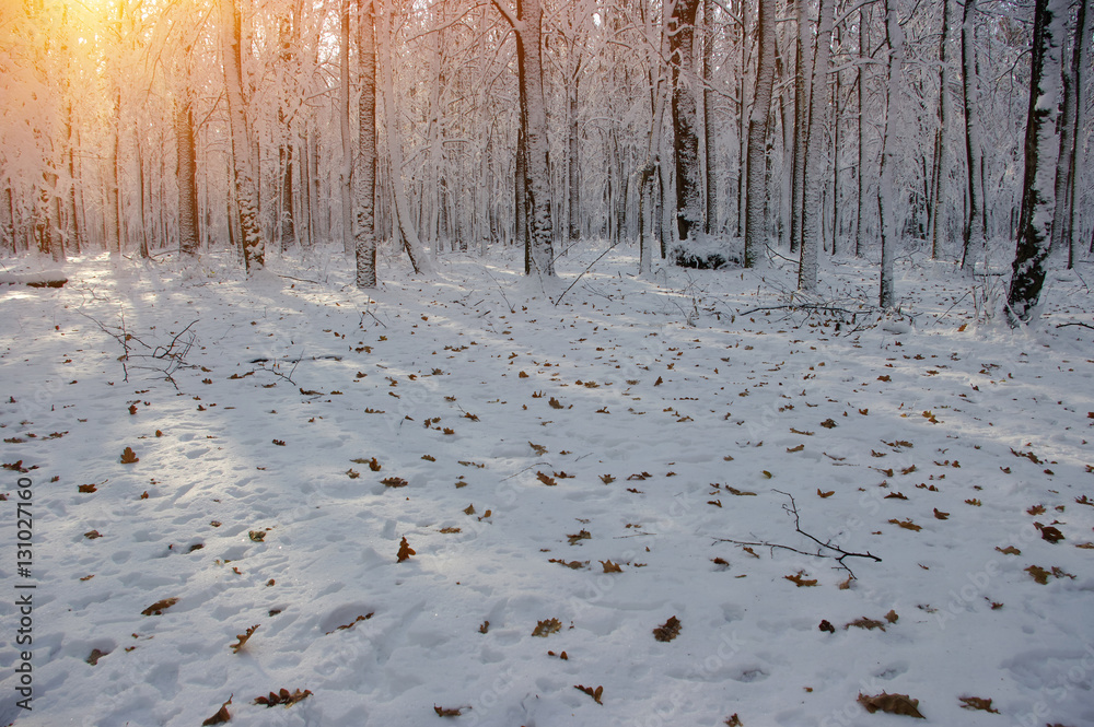 Sunset in winter forest