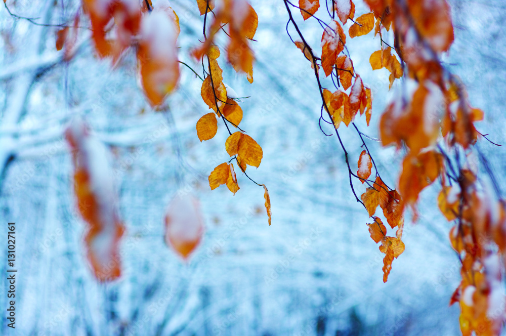 Yellow leaves in snow.