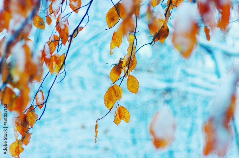 Yellow leaves in snow.