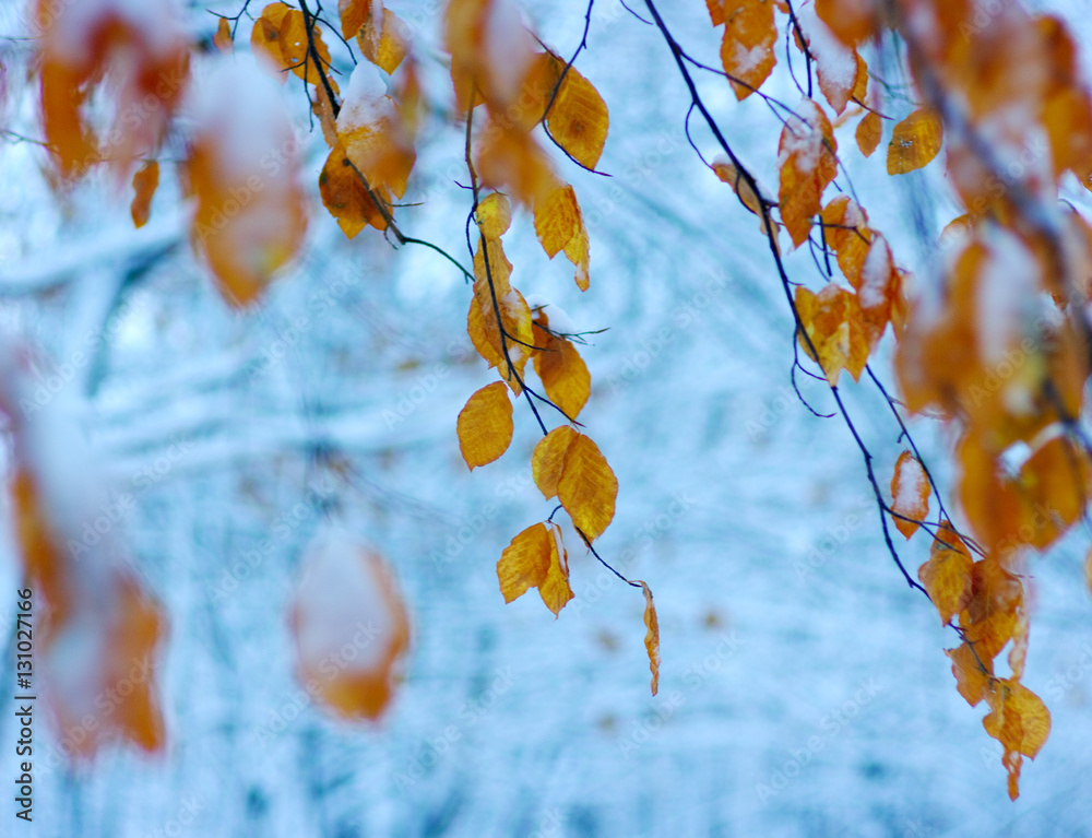 Yellow leaves in snow.