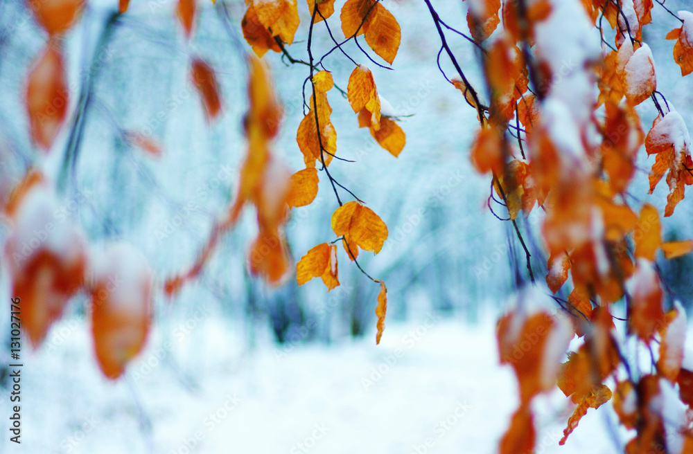 雪中黄叶。