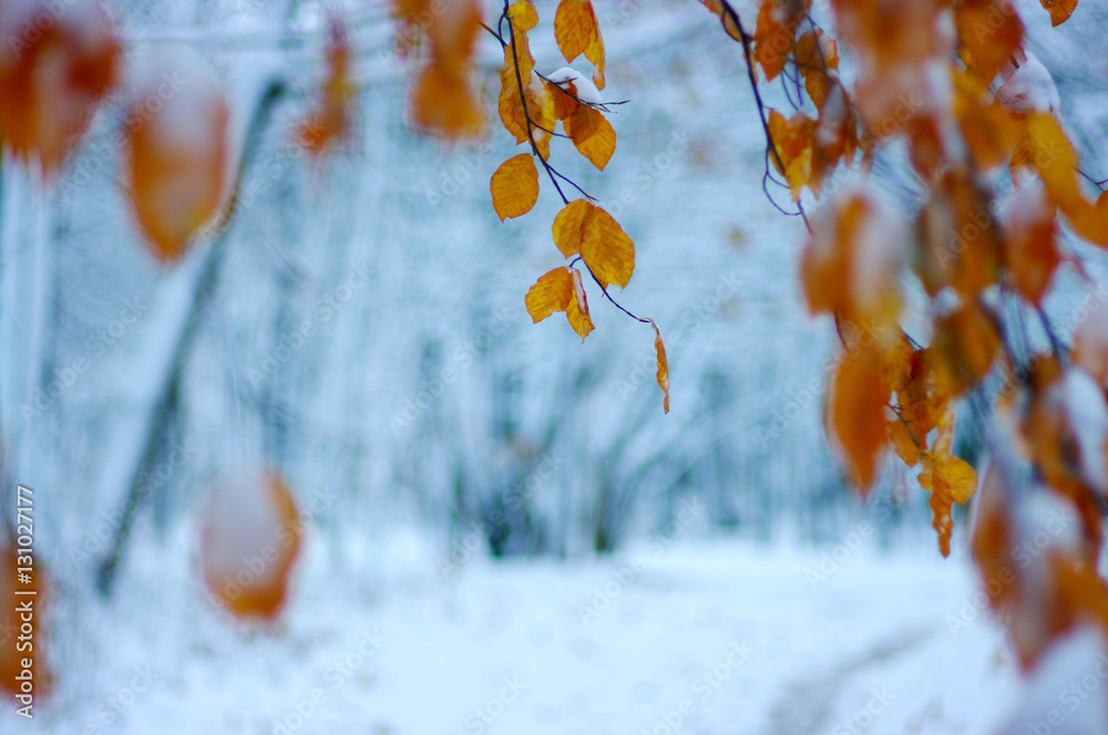 Yellow leaves in snow.