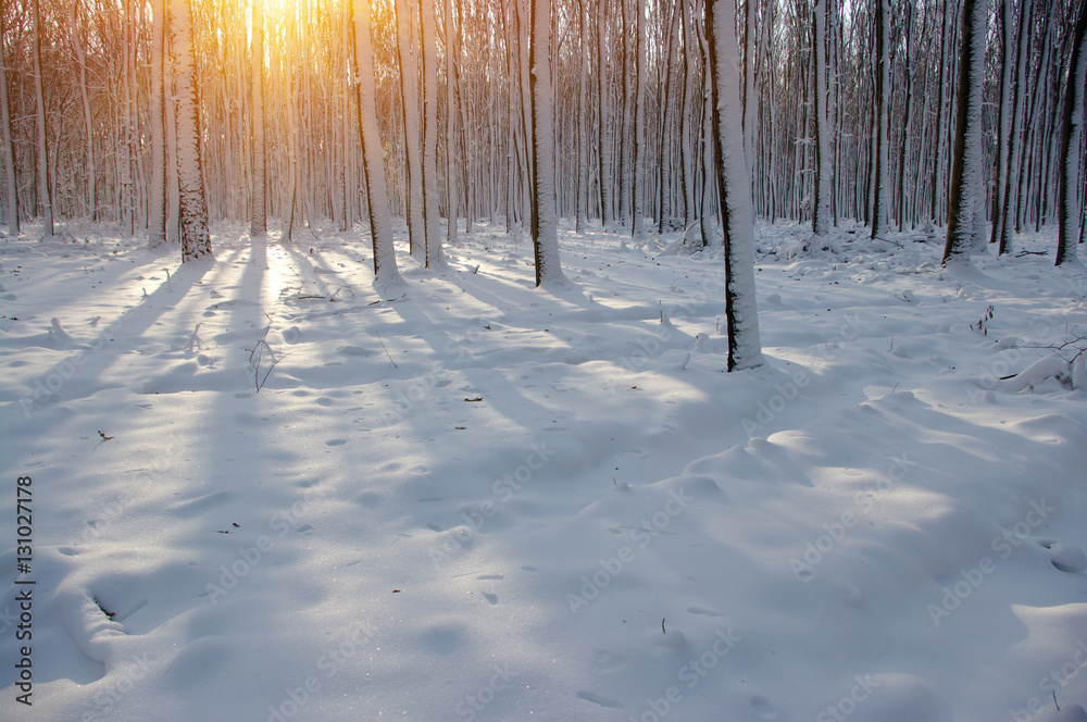 Sunset in winter forest