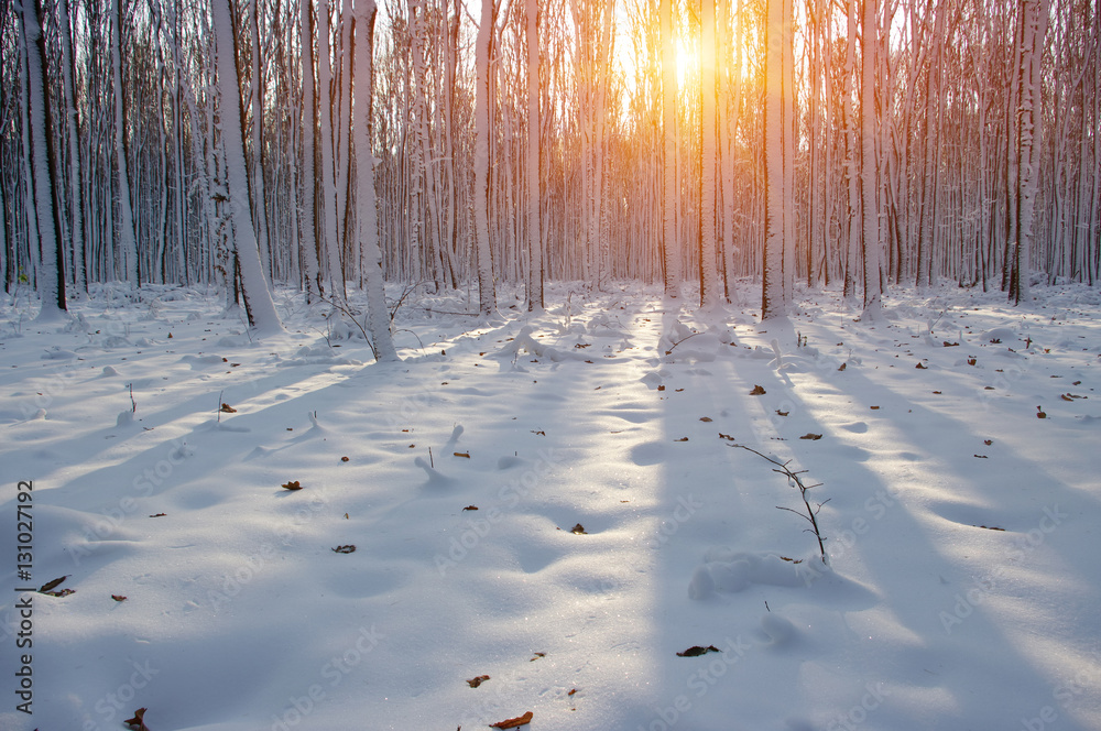 Sunset in winter forest