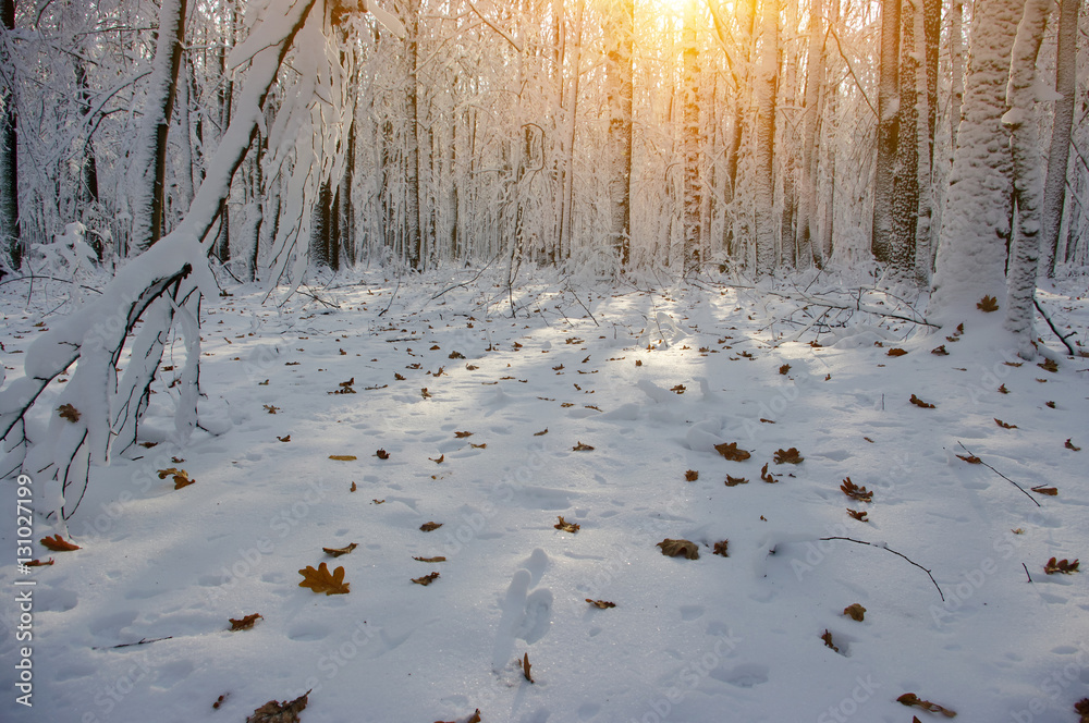 Sunset in winter forest