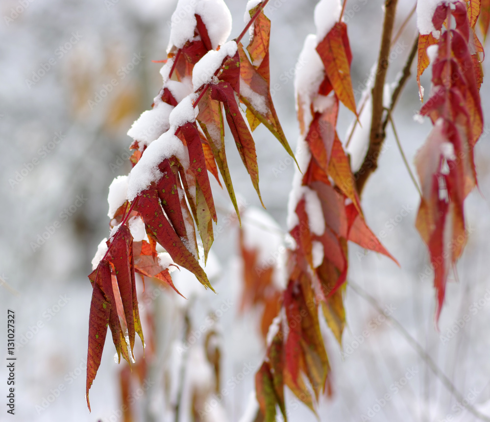 雪中黄叶。