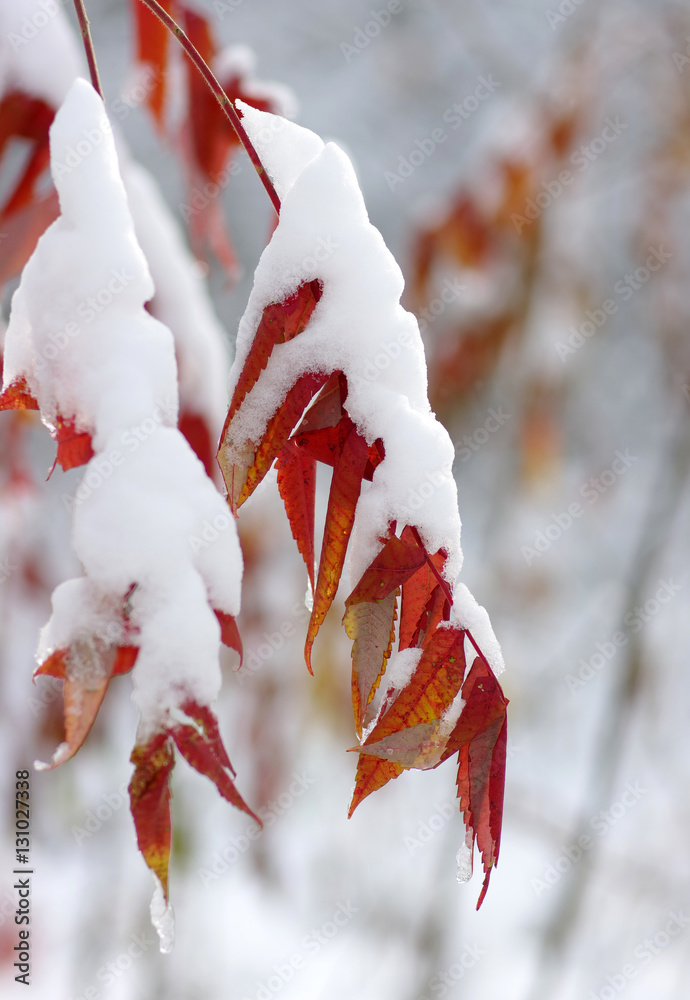 Yellow leaves in snow.