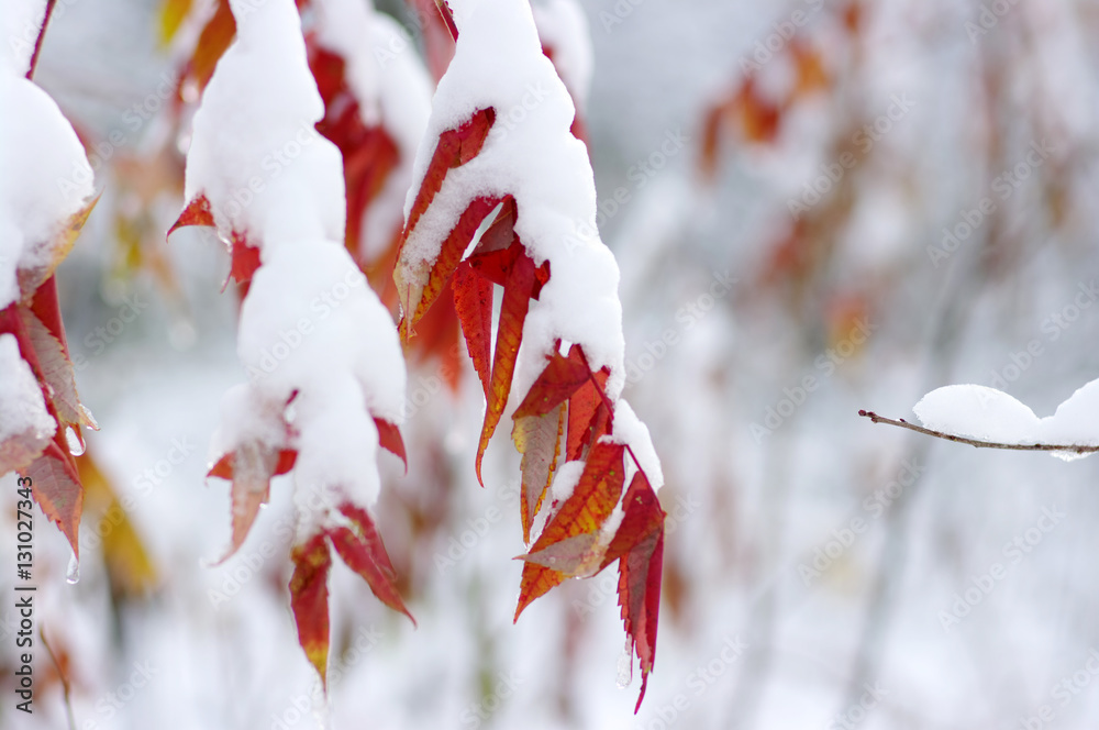 雪中黄叶。