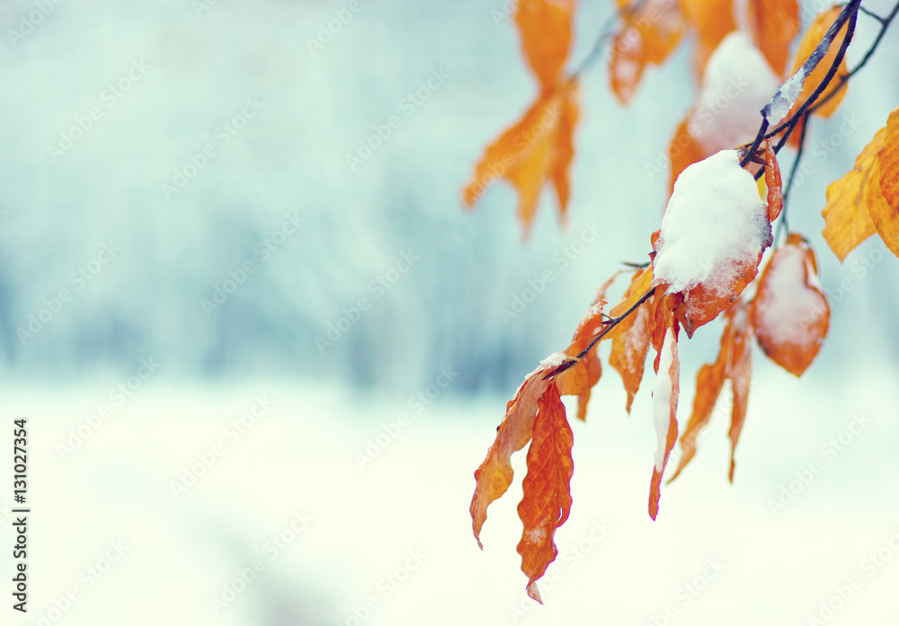 Yellow leaves in snow.