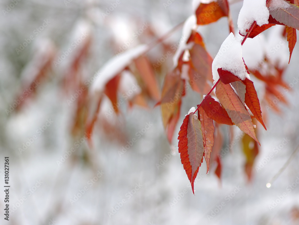 Yellow leaves in snow.