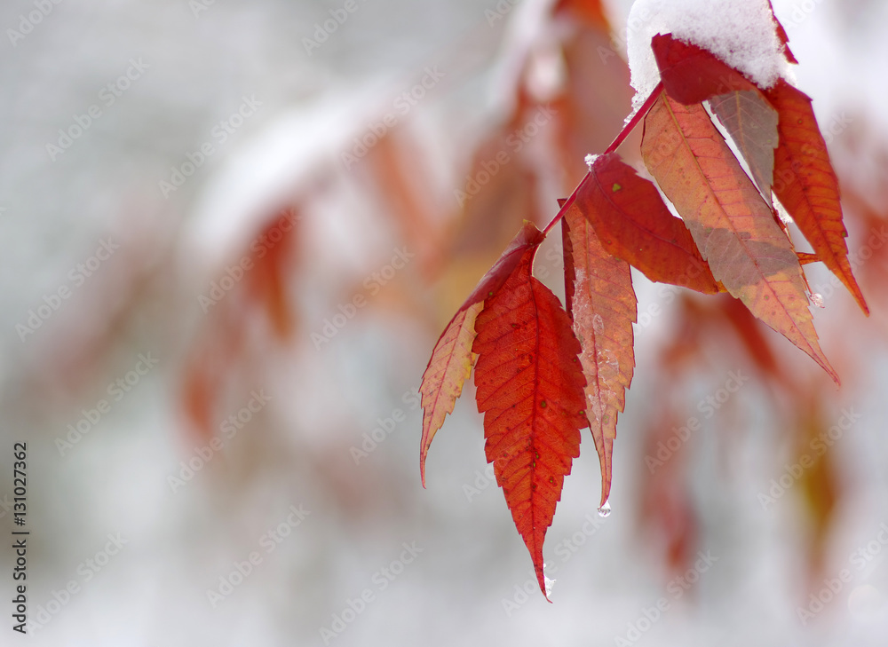 Yellow leaves in snow.