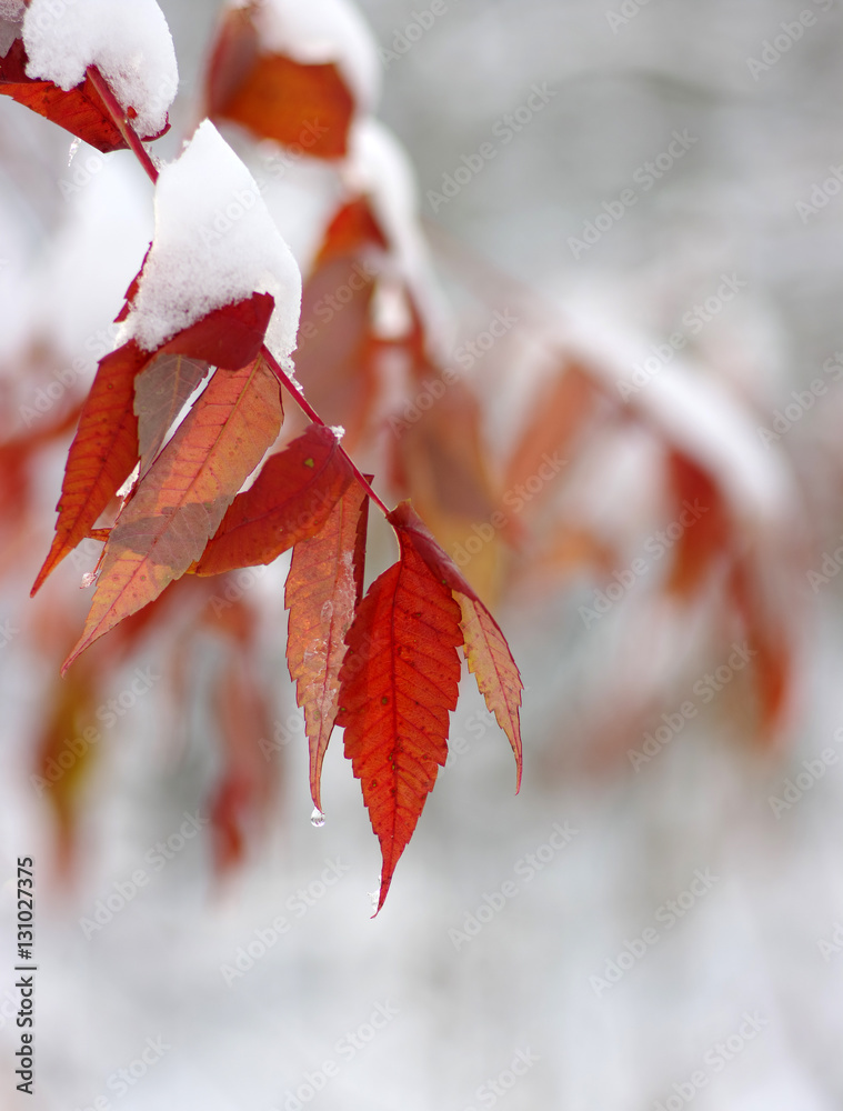 Yellow leaves in snow.