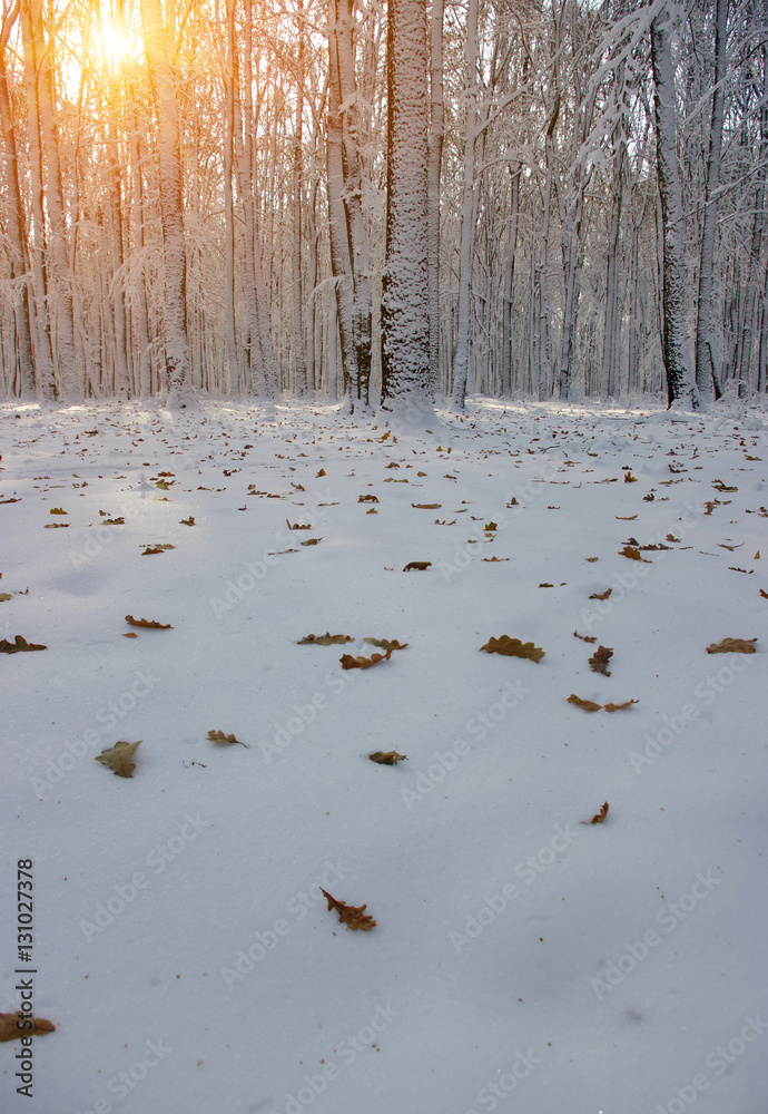 Sunset in the wood