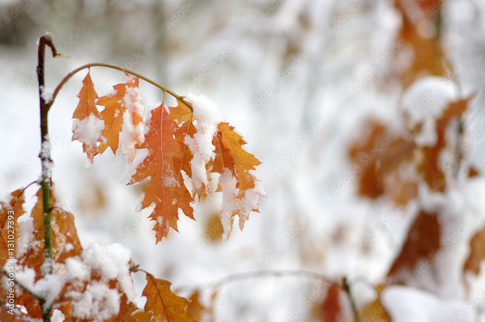 Yellow leaves in snow.