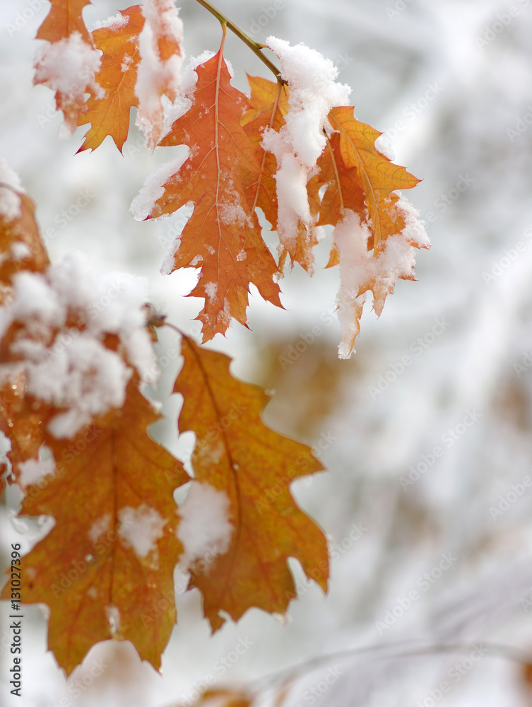 Yellow leaves in snow.