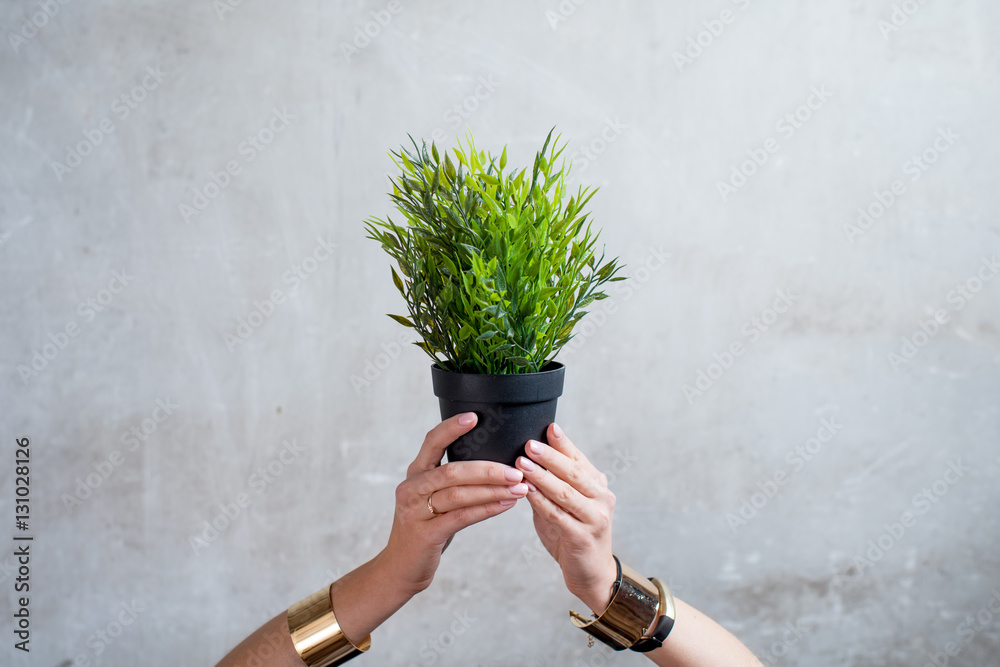 Female hands holding flowerpot with green plant on the gray wall background