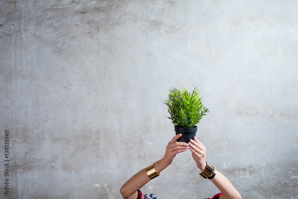 Female hands holding flowerpot with green plant on the gray wall background