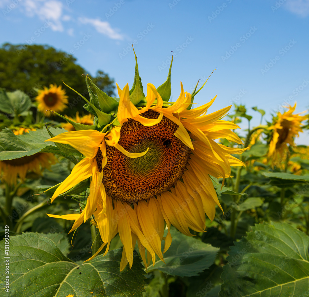 Close-up of sunflowers