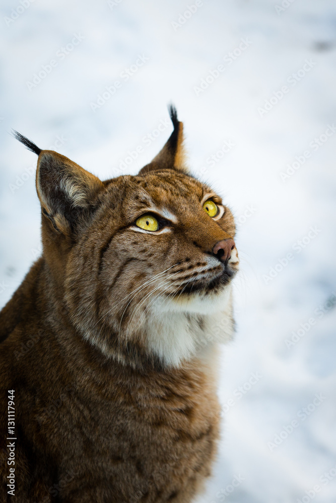 lynx portrait