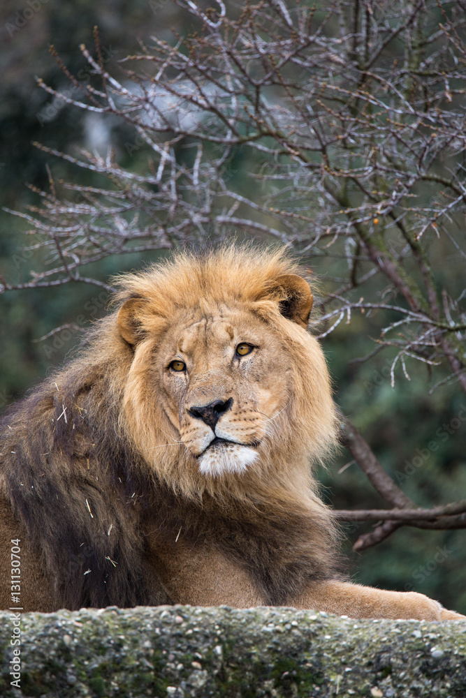 Lion portrait