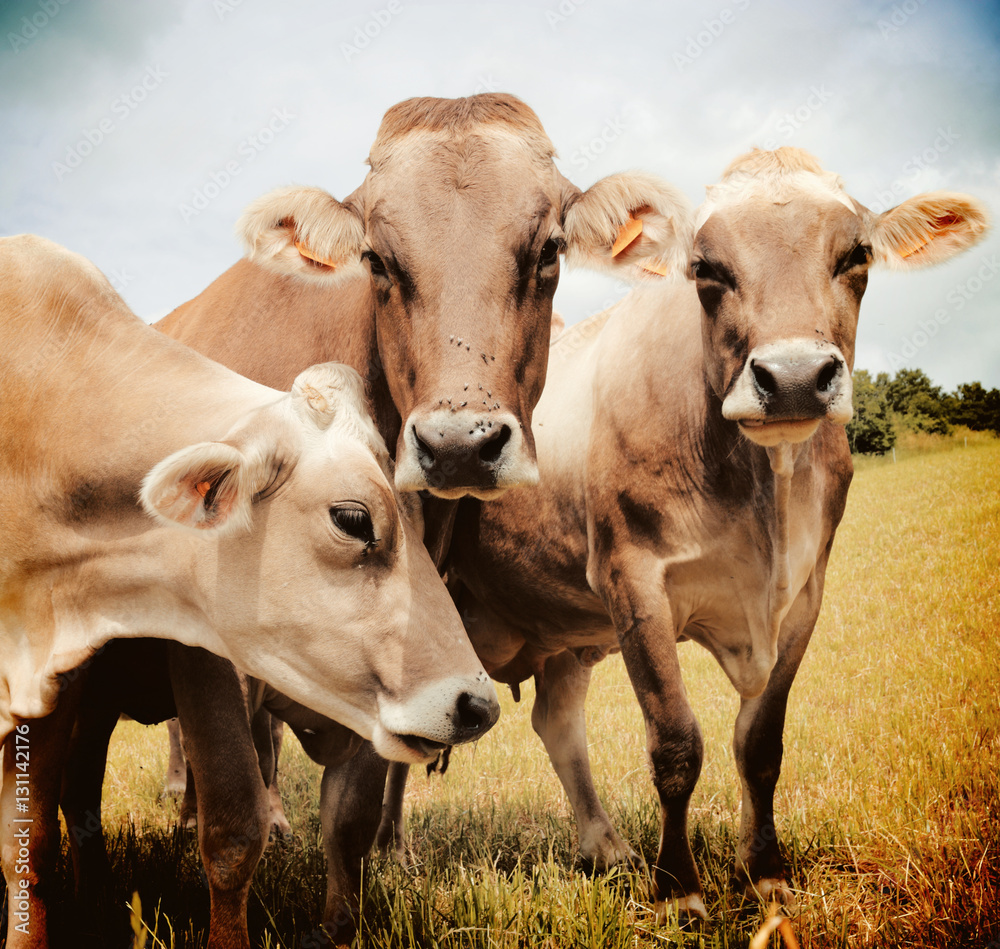 Three Aubrac cows