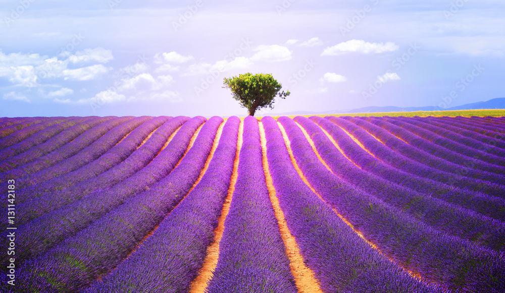 The tree in the lavender