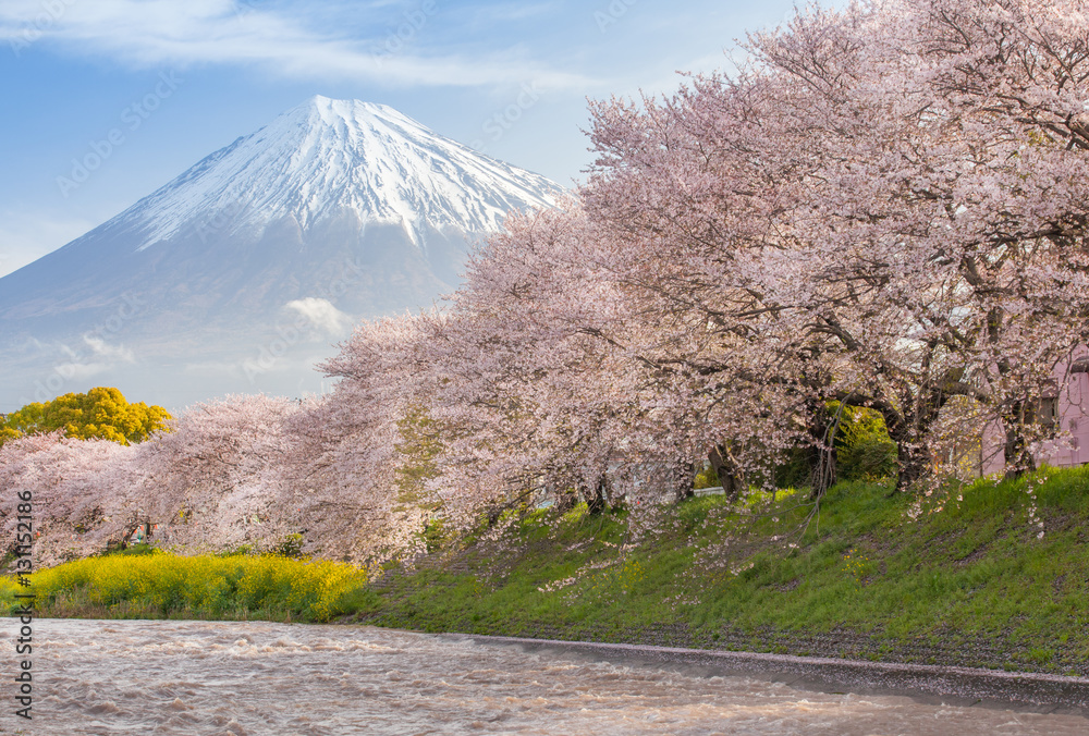 Beautiful Mountain Fuji and sakura cherry blossom in Japan spring season..