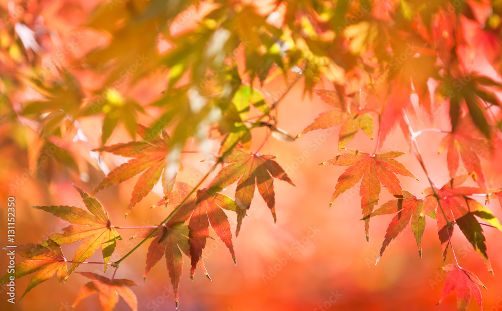 Beautiful colorful of autumn leaves in forest