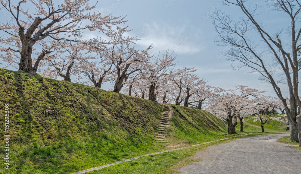 Cherry blossom at Goryokaku park , Hakodate, Japan